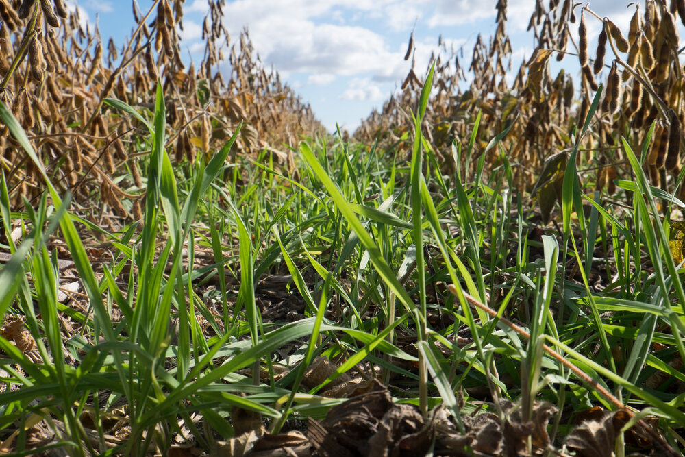 Cover Crops