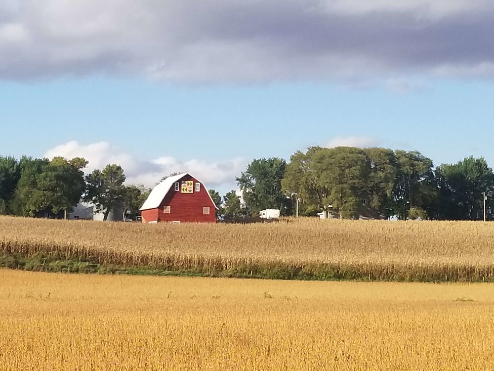An soybean fields and an iconic-looking Iowa barn near Wall Lake in Sac County. Photo credit: Darcy Dougherty Maulsby