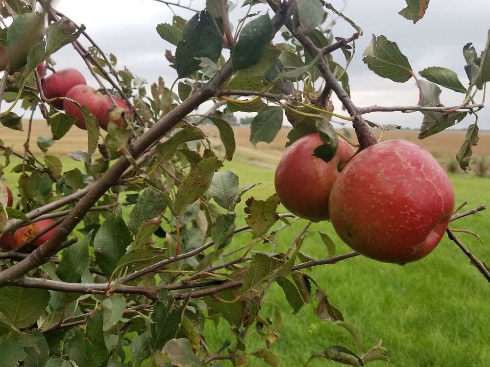 Darcy has an abundant crop of apples in her orchard. She’s planning to make a farm-fresh Chunky Apple Cake with Butterscotch Sauce. Photo credit: Darcy Dougherty Maulsby
