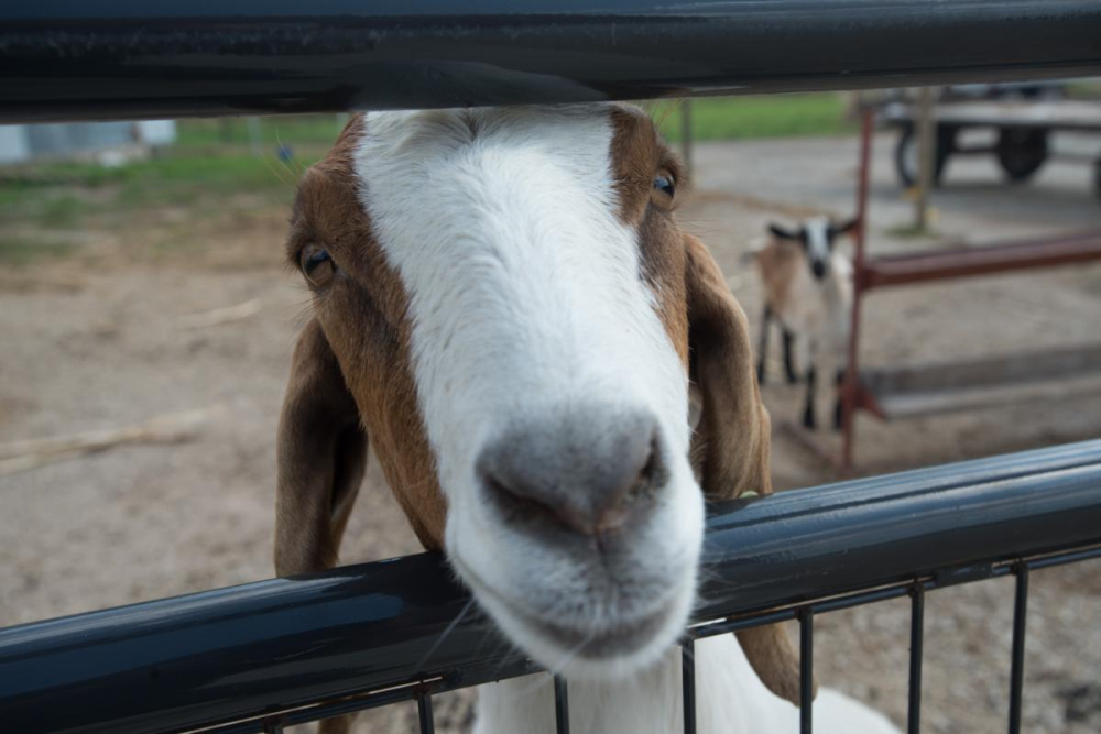 Goat looking through fence
