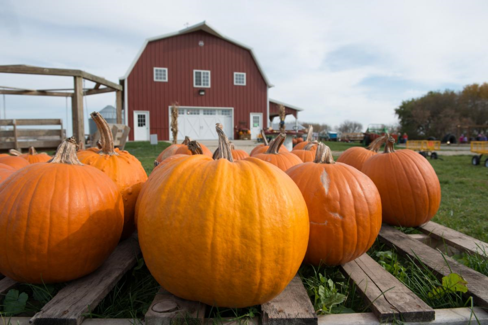 Pumpkins