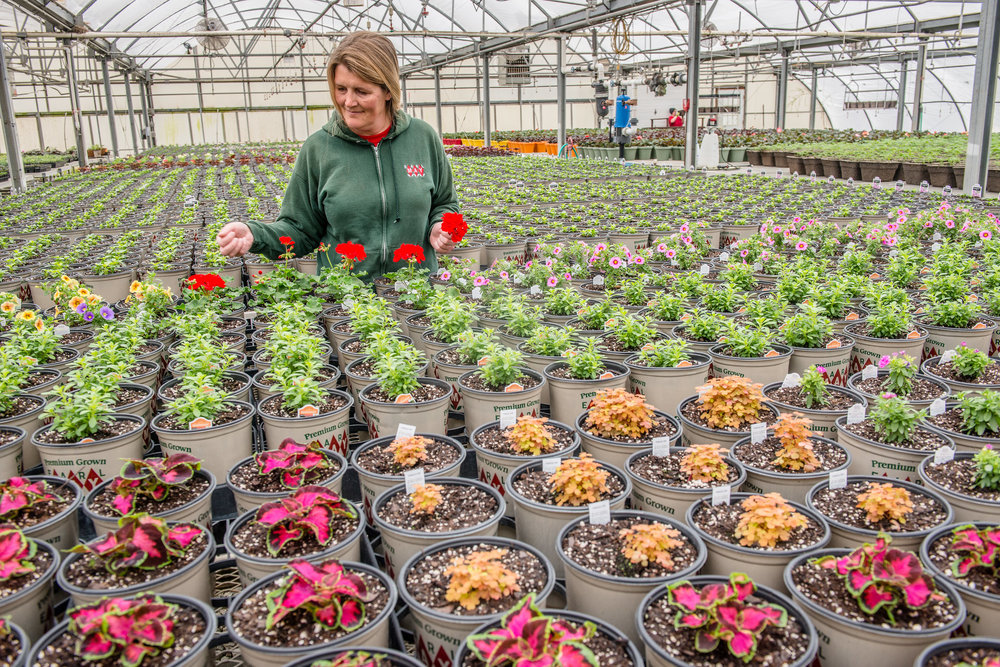 This year marks the 100th anniversary of Earl May Seed & Nursery and Garden Centers. At a time when many brick and mortar retailers are being replaced with point and click online transactions, this Shenandoah-based business is thriving and just opened its newest store in Grimes. Photo credit: Joseph L. Murphy, Iowa Soybean Association