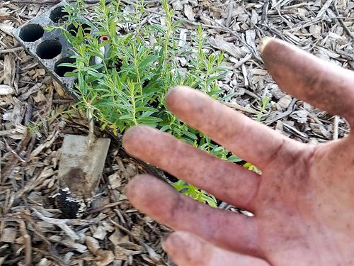 Darcy plants milkweed plants for Monarch habitat. Photo credit: Darcy Dougherty Maulsby