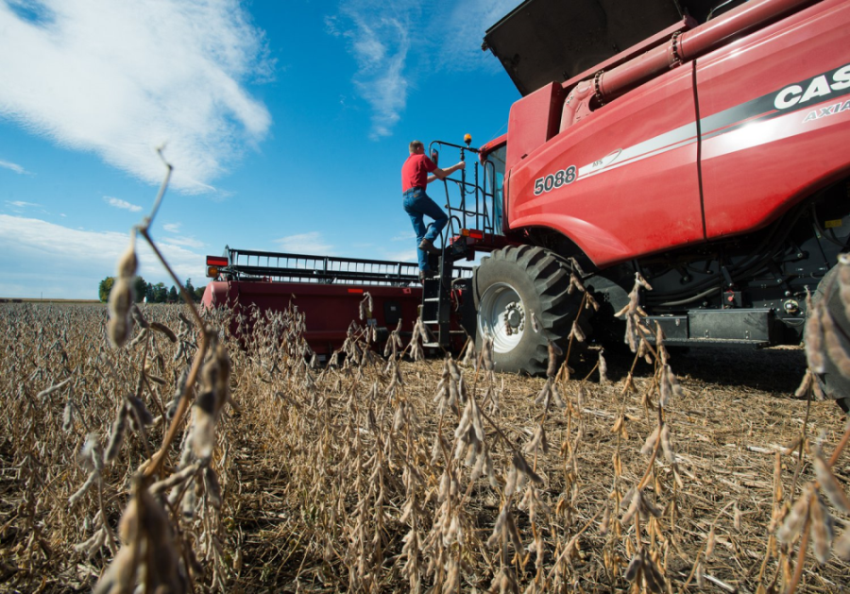 Man entering red combine in soybean field