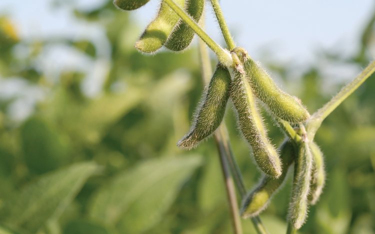 Green soybean plant